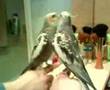 Cockatiel kiyo La ninfa parlante