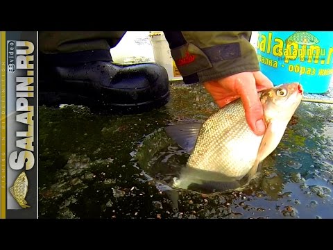 видео плотва иваньковское водохранилище видео плотва иваньковское водохранилище