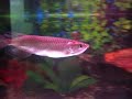 Australian Arowana