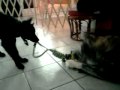 2010-03-09 | Dutch Shepherd - Kiba is playing with his big bro Daiko ~> Part 2 of the playing with Daiko (AKita Inu) ... Dutch Shepherd Akita Inu ... (<span>0:)