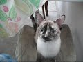 mimi e mari ela nao deixa a gata Queta