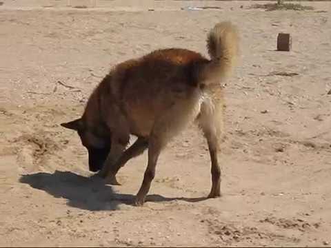 MalinuaFlint0908.wmv