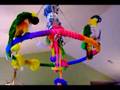 Caique play