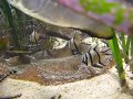 Waikiki Aquarium, Amazon River Life, Pt. 6