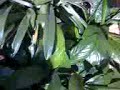 Codorna que choca em cativeiro