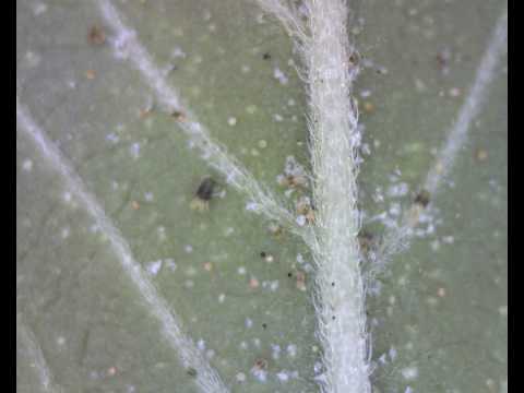 how to control two spotted mite