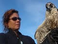 Sky Guard Falconry 1 Sky Guard Falconry 1