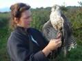 Sky Guard Falconry 1