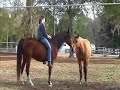 Bareback & Bridleless 1