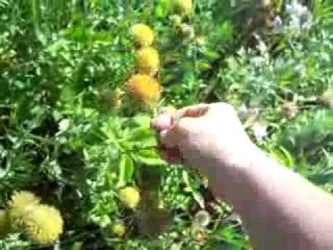 how to transplant hens and chick plants