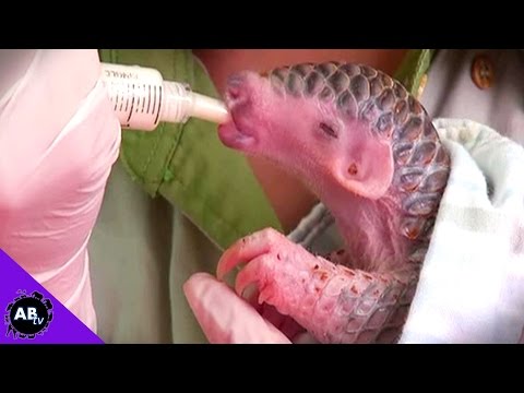 YouTube reptile video