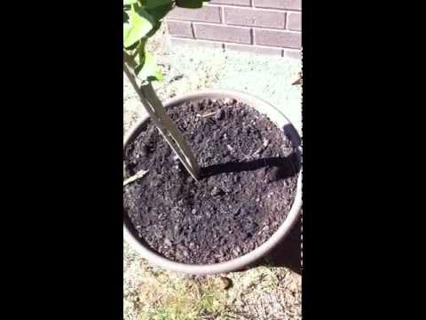 how to buy a lemon tree
