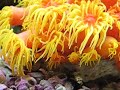 Sun Coral Catching & Eating Live Brine (tubastrea faulkneri) Sun Coral Catching & Eating Live Brine (tubastrea faulkneri)