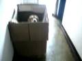 el beagle preso 2