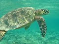 Maldives Turtle Over Coral Garden Maldives Turtle Over Coral Garden