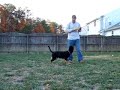 Agitating the puppy to build play-drive