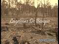Lagrimas de Bosques