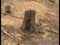 Lagrimas de Bosques
