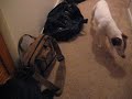 Buddy the Jack Russell finding drugs
