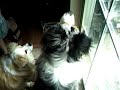 Aussie Dog plays with Ball