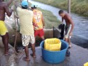 despesca viveiro camar�o