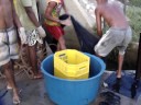 despesca viveiro camar�o