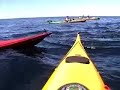 Whale encounter kayak Cape Breton Island, Nova Scotia, canad