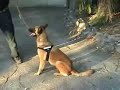Worlds first Cane Toad Detection Dog Worlds first Cane Toad Detection Dog
