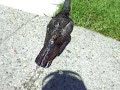 pigeon drowning in a pond