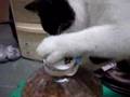Очень умный котяра Очень умный котяра