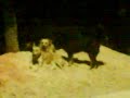 Doggs aloprando no metro Bresser/Mooca 1