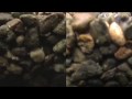 JVC MG630 HDD vs. Panasonic GS85 DV