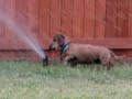 Dachshund Attacks Sprinkler Head