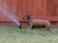 Dachshund Attacks Sprinkler Head