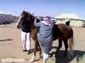 Arabic Joke - Arabic Horse Crash