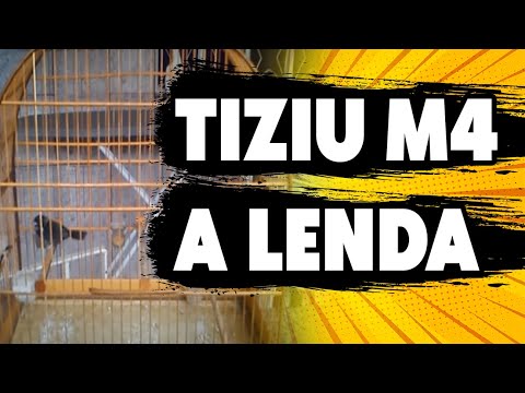 TIZIU M4 O MELHOR TIZIU JÁ VISTO NO YOUTUBE