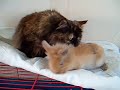 Cat and baby rabbit