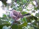Rufous-naped Wren Rufous-naped Wren
