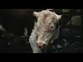 Criterion Trailer 119: Withnail & I