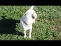 Rescue Dog -  Adopted!  1 yr old momma dog, English setter-Lab mix.