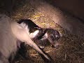 nigerian-pygmy-goat-birthing-at-farside-ranch-utah-32008.html