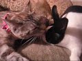 Ava and Nibbles 2.wmv Ava and Nibbles 2.wmv