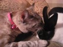 Ava and Nibbles 2.wmv