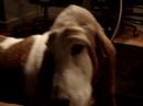 This is my girl Sugar Joan Hohman