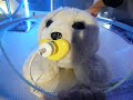 ちゃんと応えてくれるあざ�...