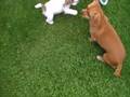 videos de Jack Vs Teckel