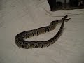Adult Ball Python Yawning While Raising Up 11.30.09