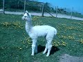 Baby alpaca chases dog