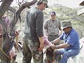 Fernando destaza habilmente un pobre cochi jabali despues de haber pelado dos venados , cola blanca