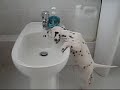 Tache mon Dalmatien boit au robinet à 2 mois Tache mon Dalmatien boit au robinet à 2 mois